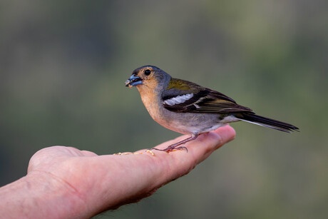 Beter één vogel op de hand dan tien in de lucht.