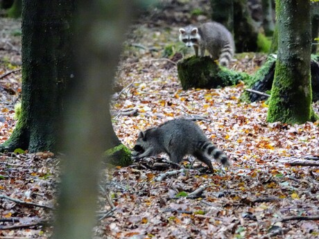 Onverwachte ontmoeting in het bos 