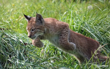 "Cute little lynx"