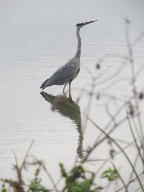 Blauwe reiger