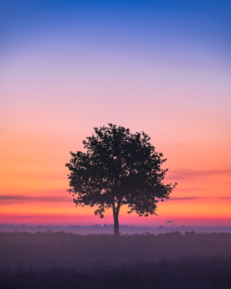 Een eenzame boom op de heide