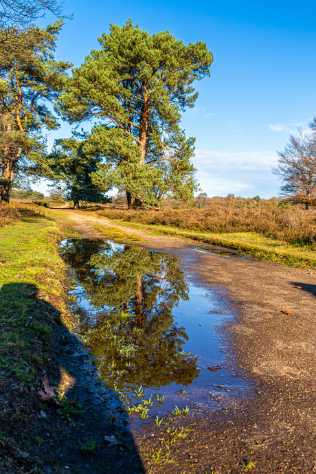 Reflectie in een plas met water