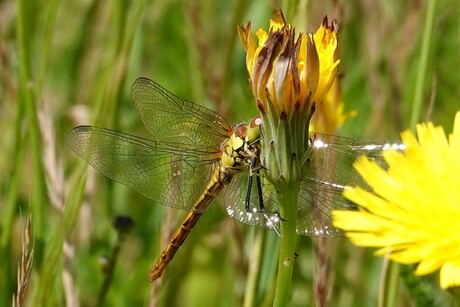 Bruinrode heidelibelle