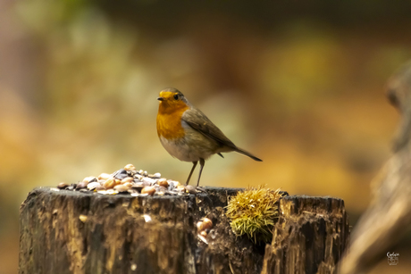 Roodborstje in het bos