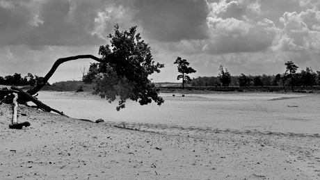 Loonse en Drunense duinen 