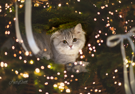 All I wanted for Christmas was a tree to climb ...