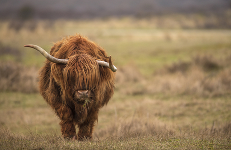 Schotse hooglander