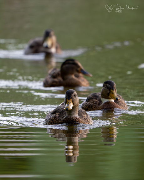 Ducks in a row