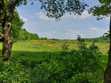 Natuurgebied Drenthe