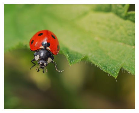 Groen en rood. Het magische kleurenduo