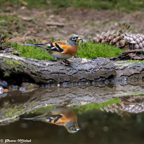 Spiegeling Vink