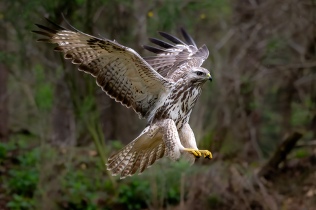 Buizerd