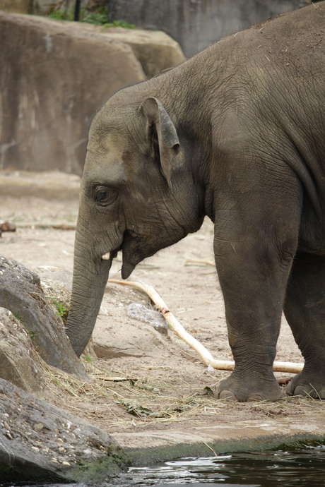 Olifant in Artis