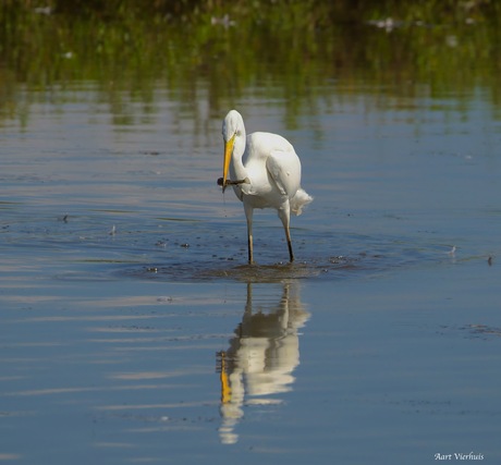 Grote zilverreiger