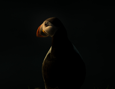 Low Key Puffin