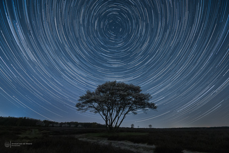 Sterrenspoor Krenteboompjes