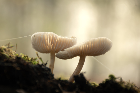 Paddenstoelen geven elkaar steun