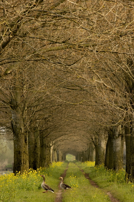 Elzenlaantje met ganzen