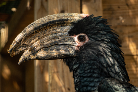 Portret van een Trompetneushoornvogel