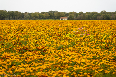 Afrikanen veld