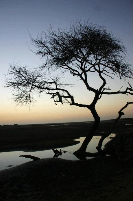 Eenzame boom op strand