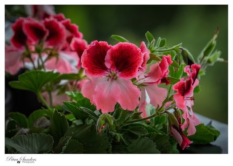 Franse Geranium