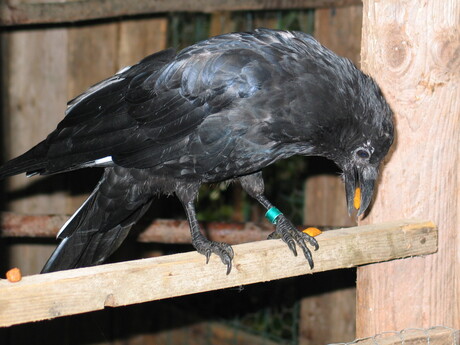 corvus corone