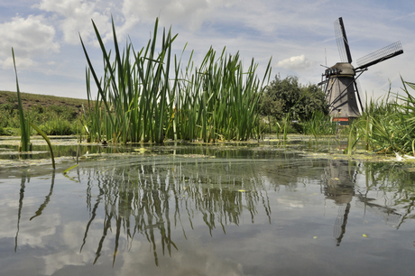 rietmolen