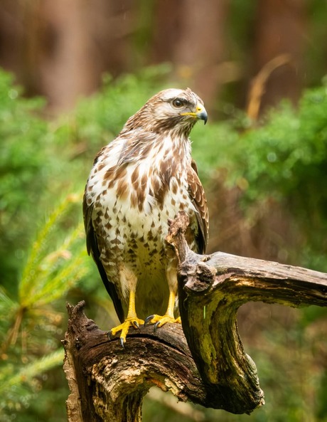Buizerd