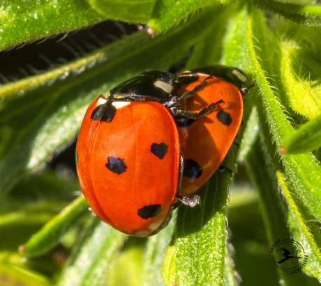 Het begin van biologische bestrijding in 2026