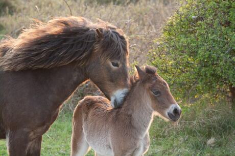 wilde paarden (exmoor pony)