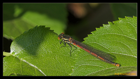 Libelle 01