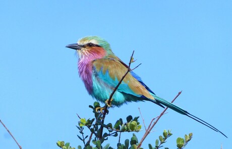 Lilac breasted roller.JPG