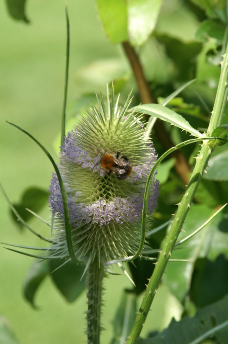 Distel