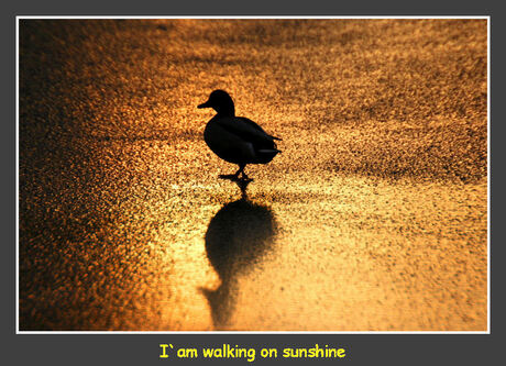 I `am walking on sunshine