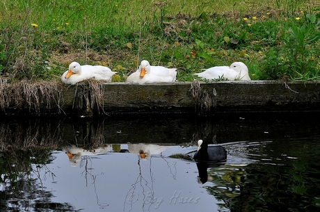 three ducks