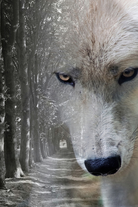 Witte wolf (double exposure)