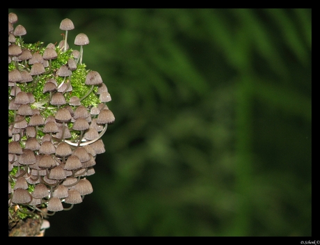 portret van een paddestoel