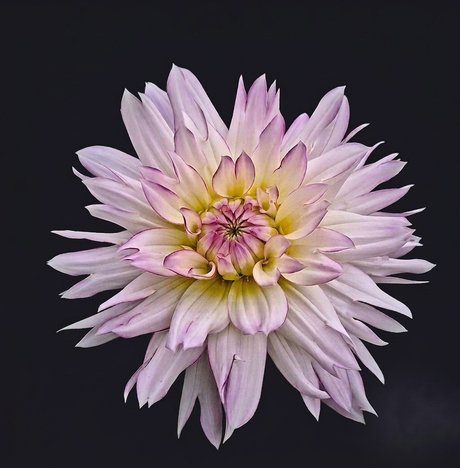 Dahlia