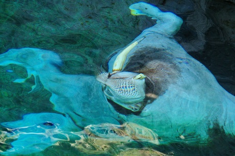 Foto waar je nog een keer naar moet kijken?