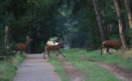 Kaalwild op het fietspad