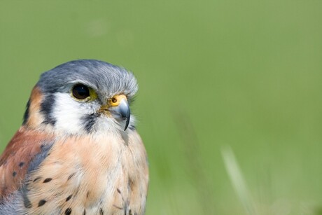Amerikaanse Torenvalk (Falco sparverius)