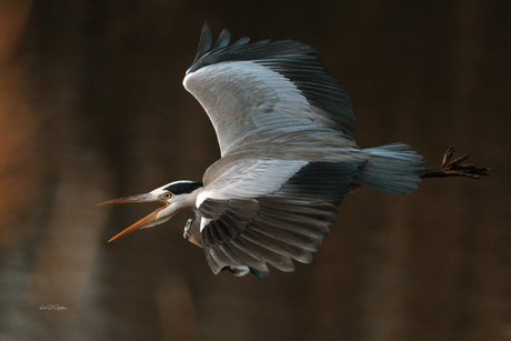 Reiger schreeuwt het uit 