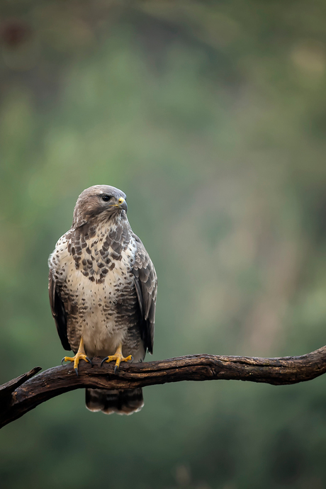 Buizerd