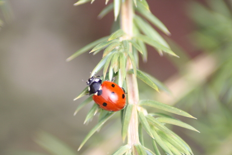 Ladybug