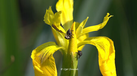 Lissnuitkevers op een Gele Lis