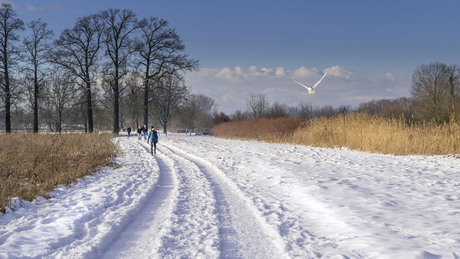 Zwaan in de sneeuw