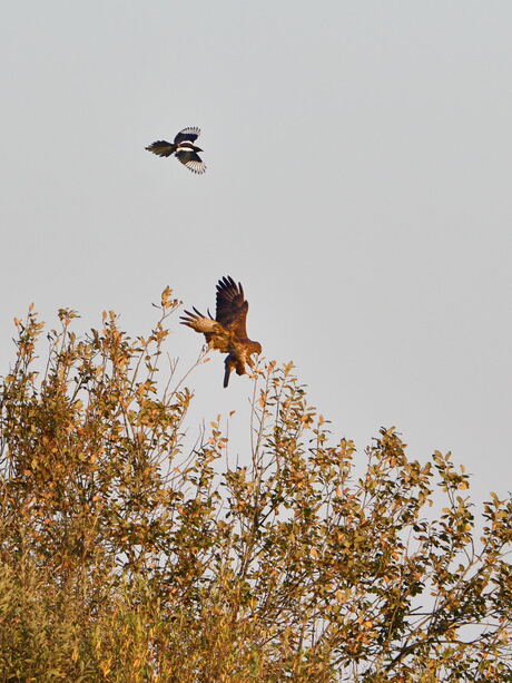 buizerd en ekster