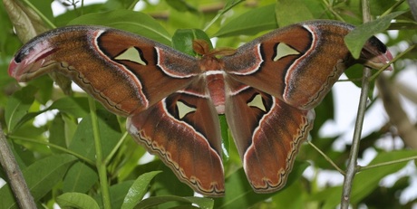 Atlas in Vlindertuin-Emmen