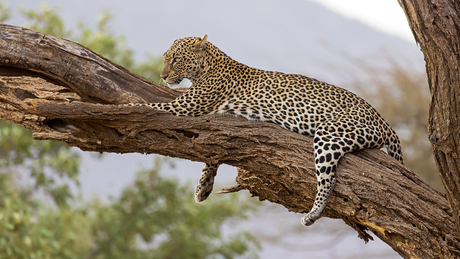 Luipaard in Samburu